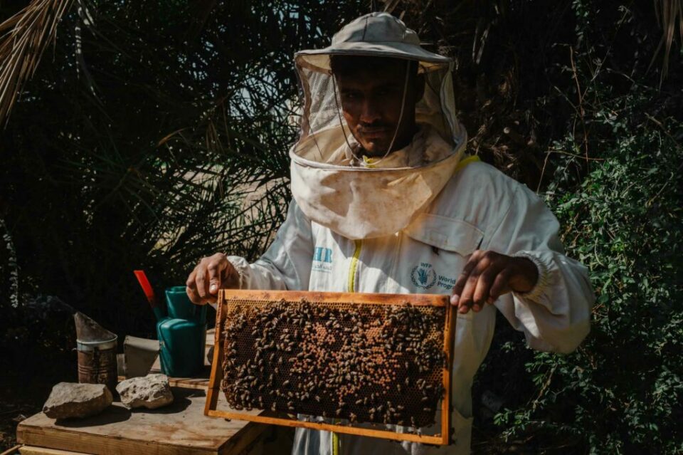 WFP Supported honey production in Yemen