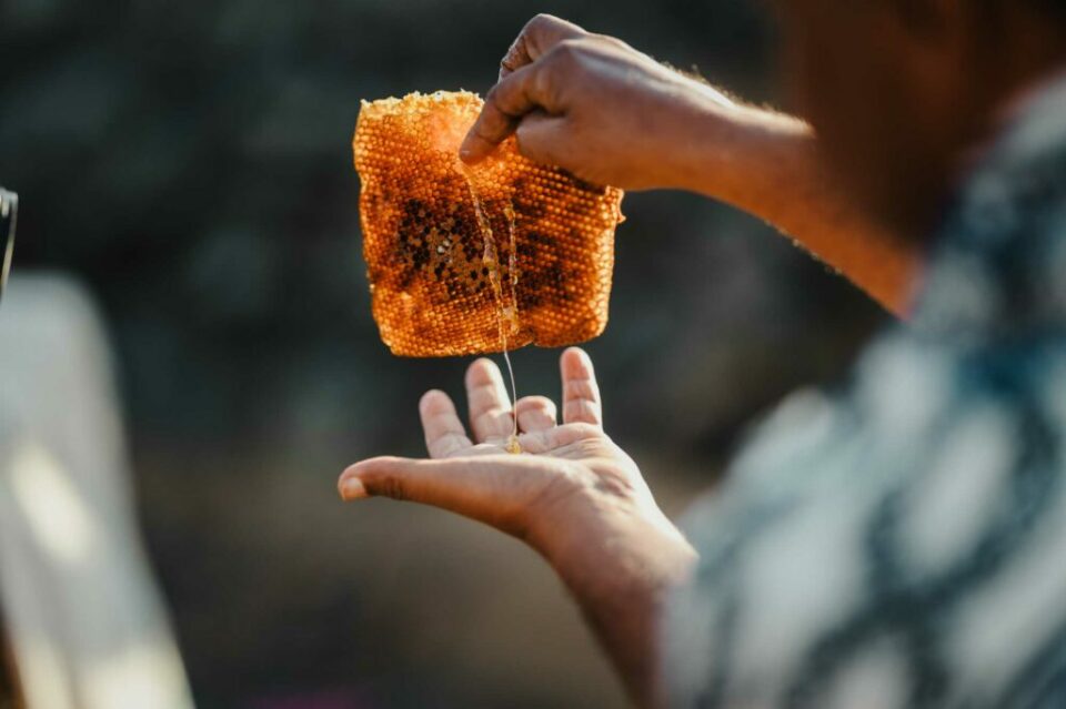 WFP Supported honey production in Yemen